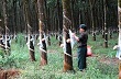 Ngày 6/12: Giá cao su Tocom tăng tuần thứ 2 liên tiếp